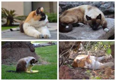 Gatos de Palacio Nacional