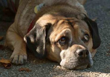 Cómo cuidar a tus mascotas
