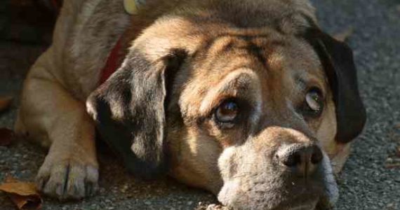 Cómo cuidar a tus mascotas