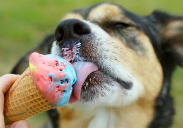 helados para perros
