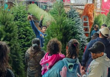 Árbol de Navidad natural en Mercado de Jamaica