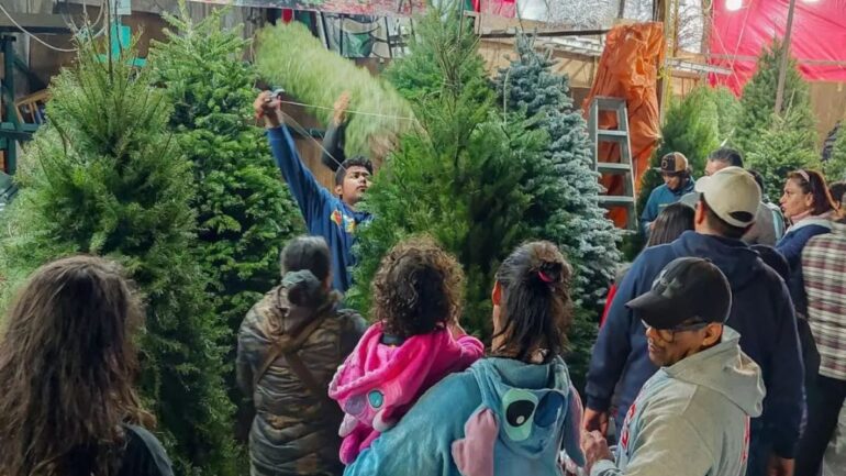 Árbol de Navidad natural en Mercado de Jamaica